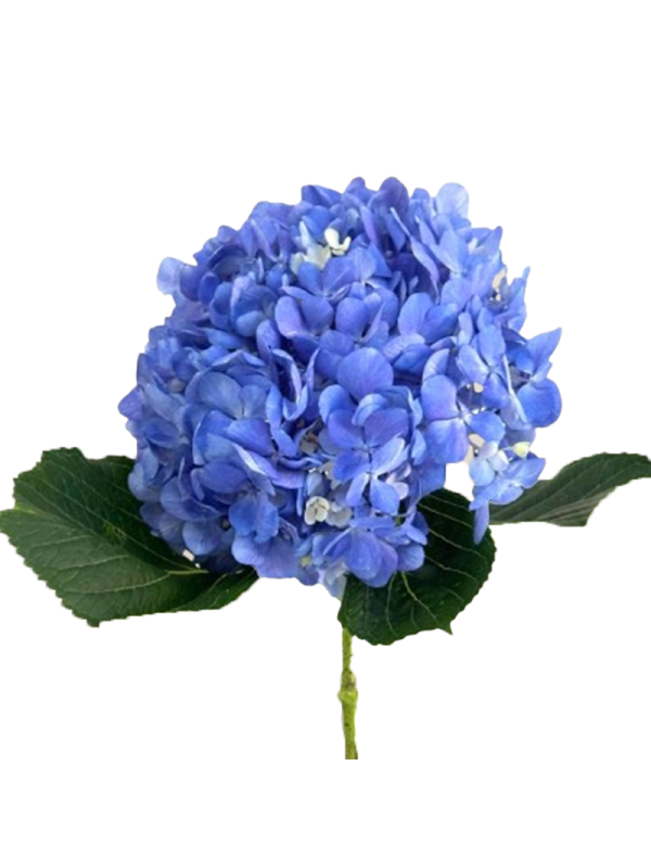 Hydrangea Premium Dark Blue
