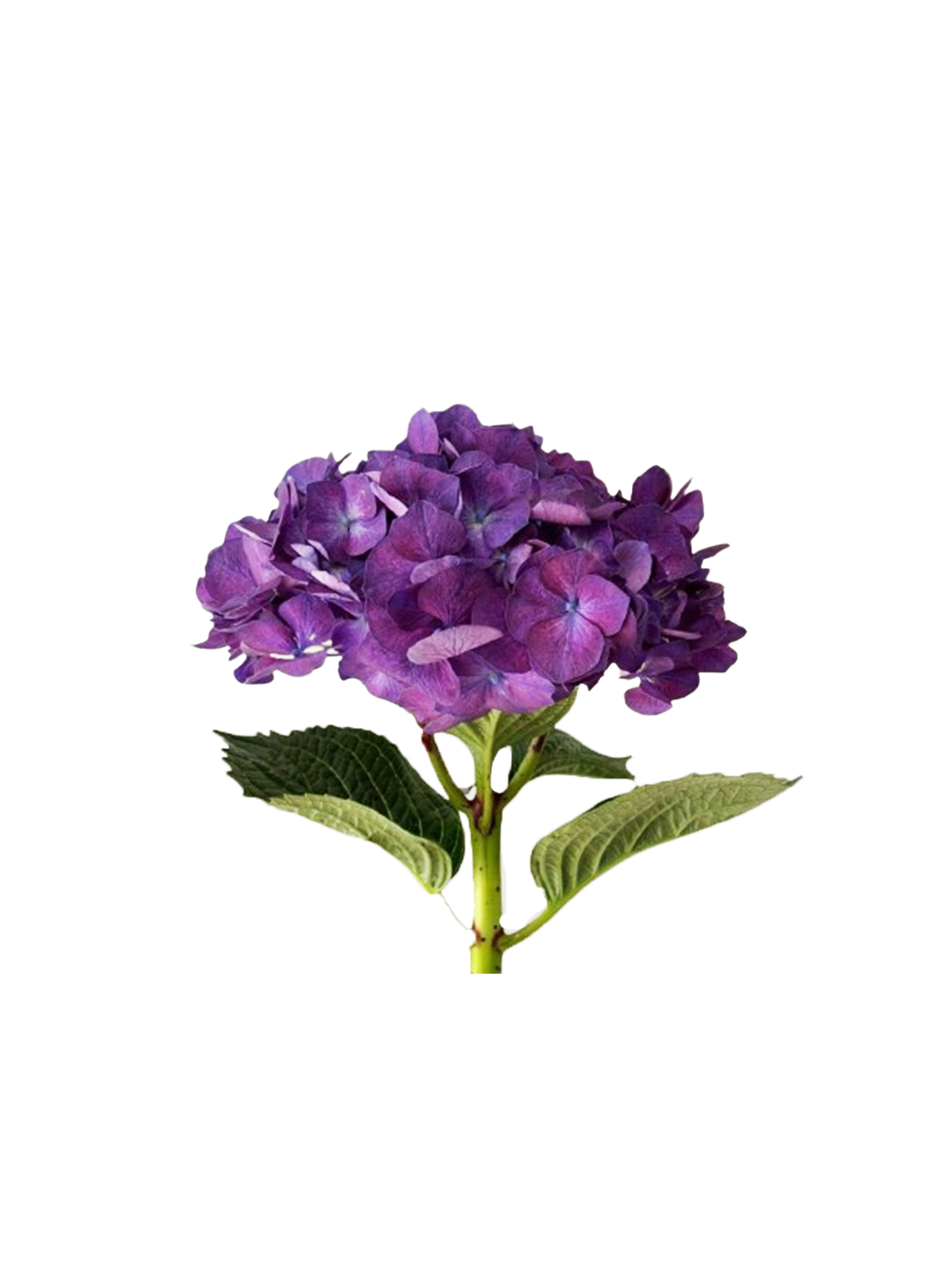 Hydrangea Premium Natural Purple