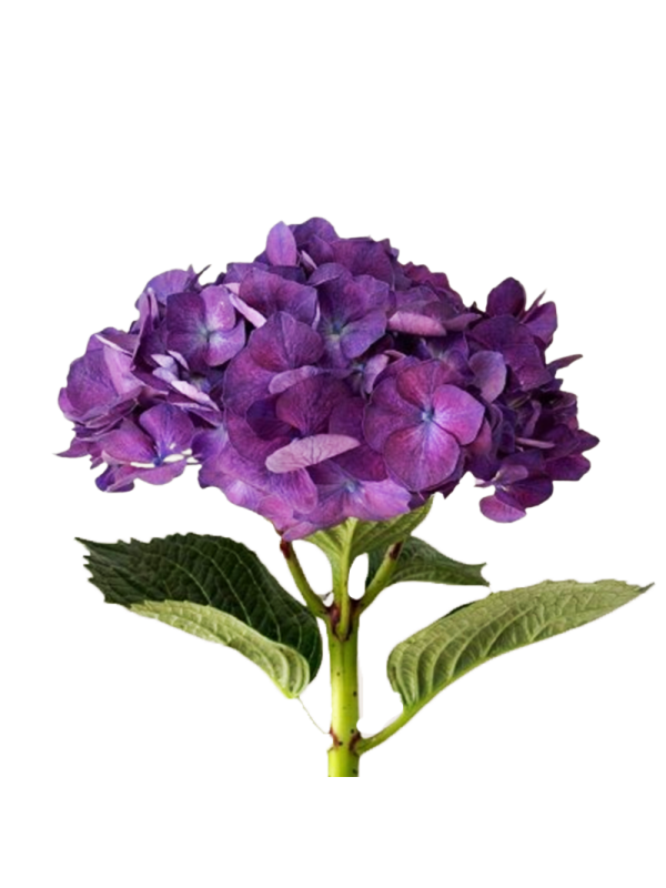 Hydrangea Premium Natural Purple