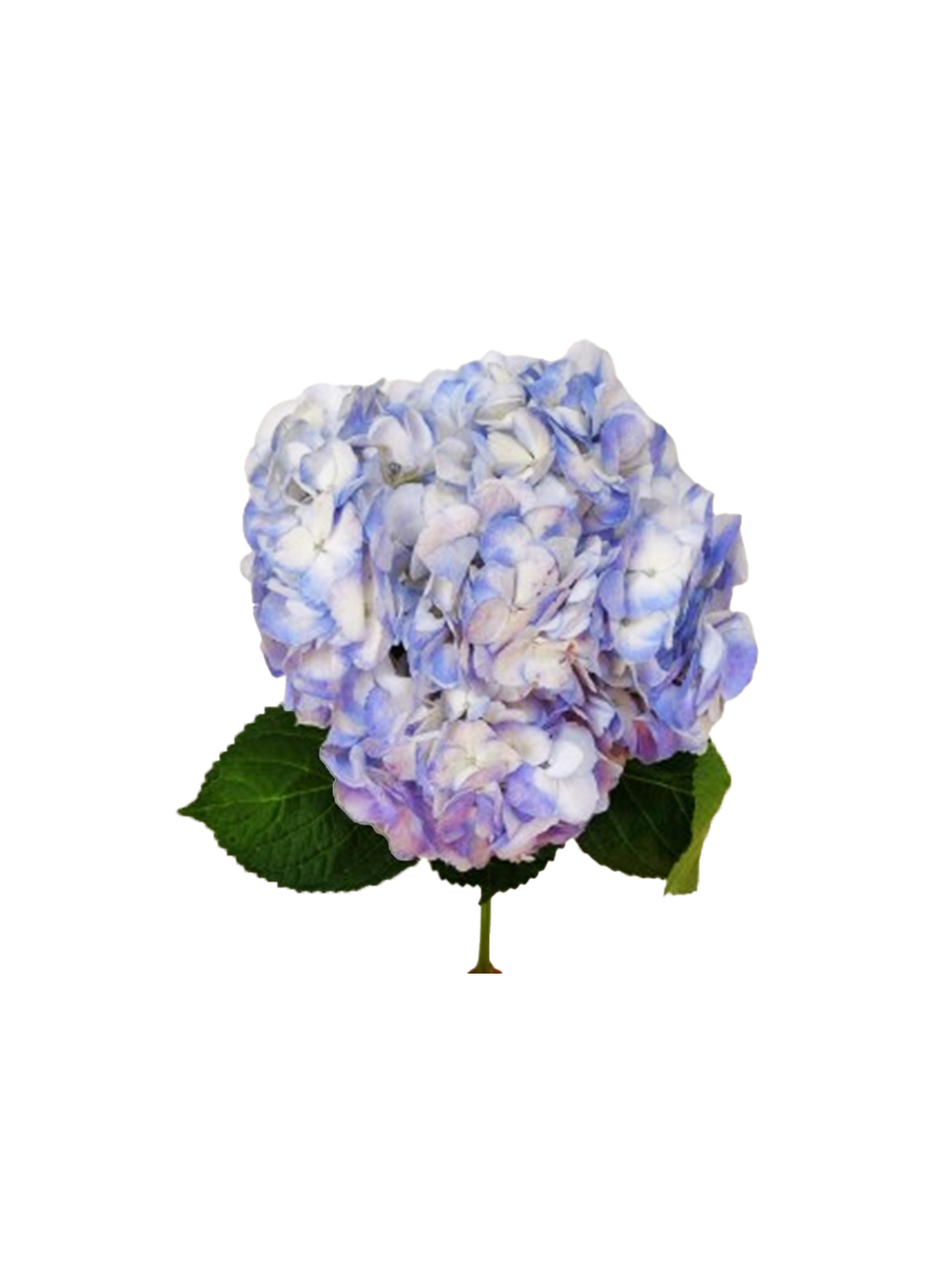 Hydrangea Premium Lavender
