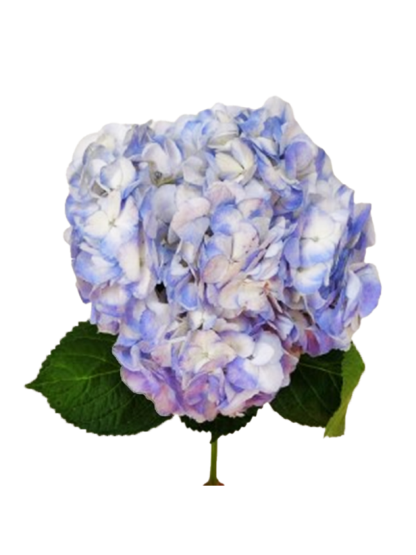 Hydrangea Premium Lavender
