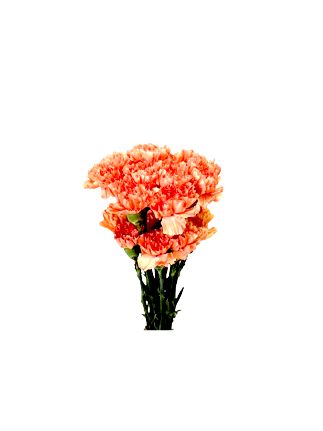 Carnation – orange