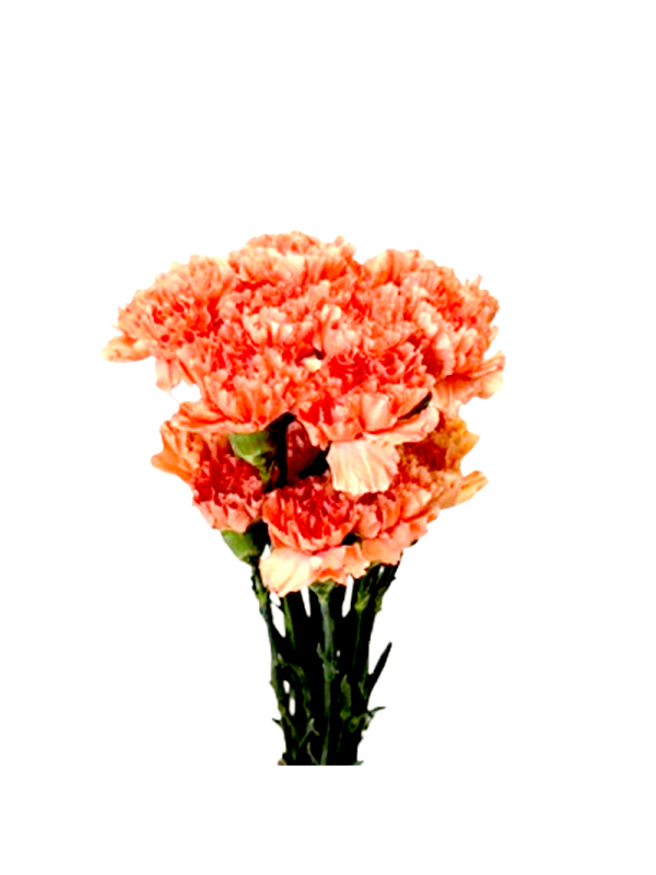 Carnation – orange
