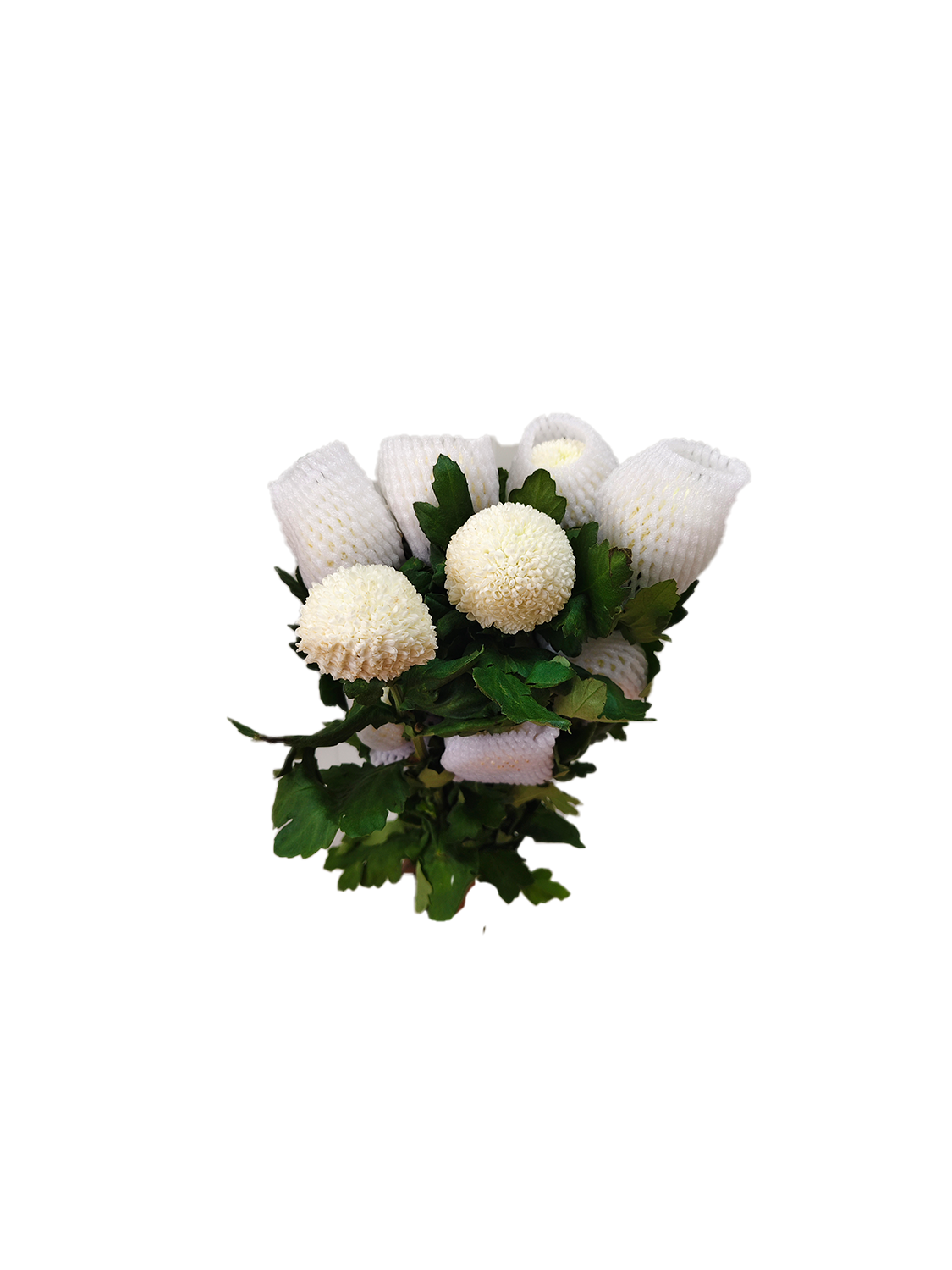 Pingpong Chrysanthemum white