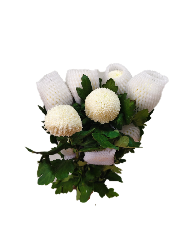 Pingpong Chrysanthemum white