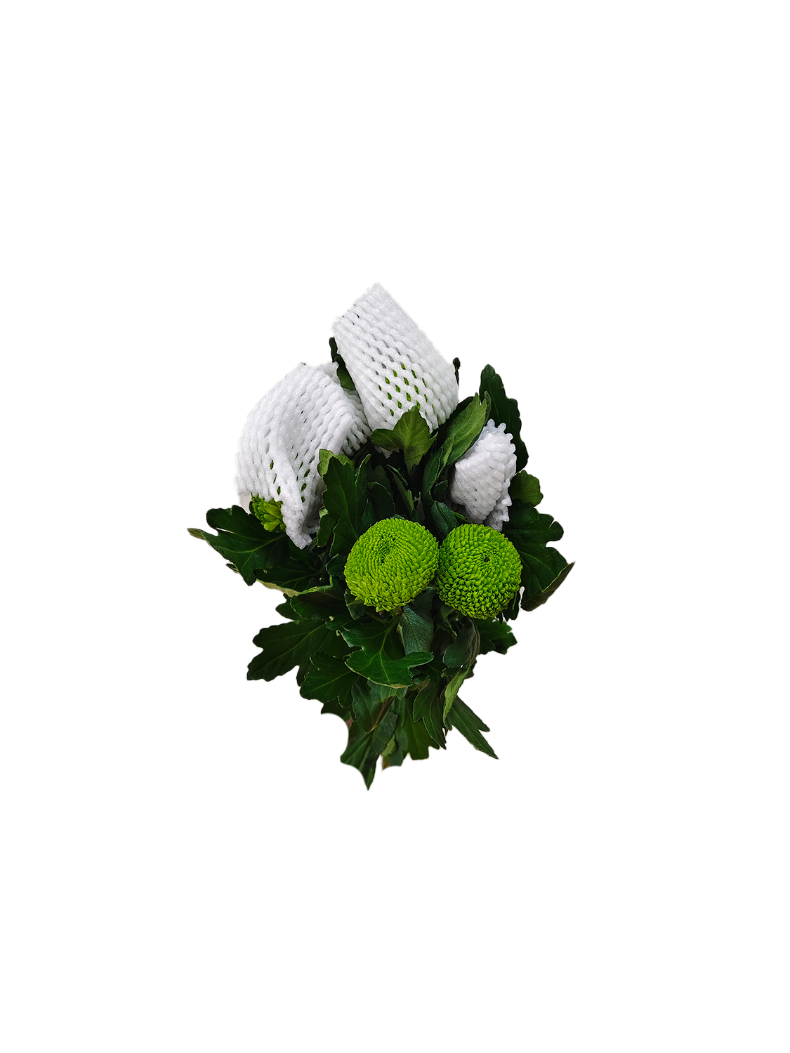 Pingpong Chrysanthemum Green