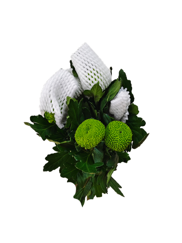 Pingpong Chrysanthemum Green