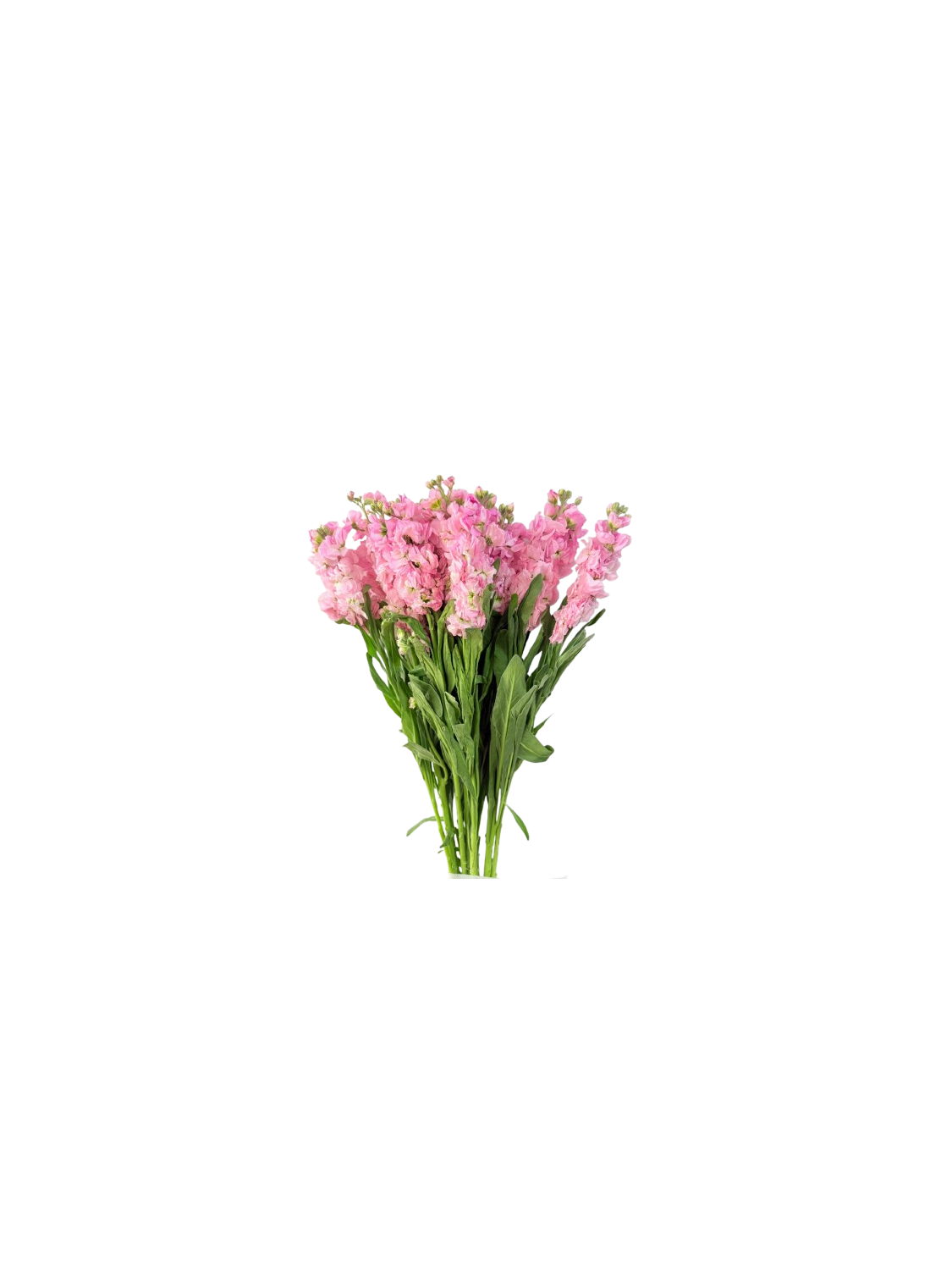 Matthiola Pink