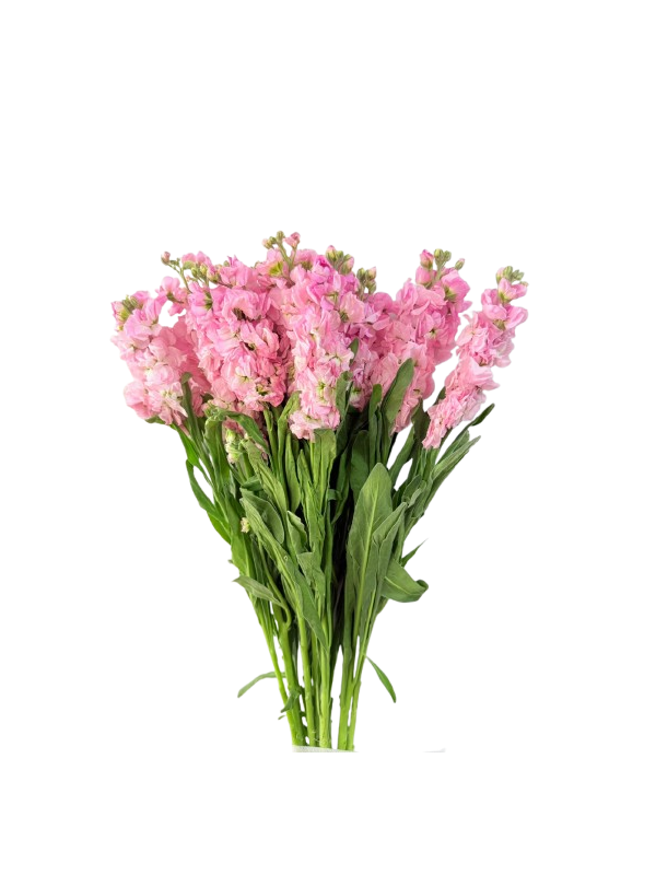 Matthiola Pink