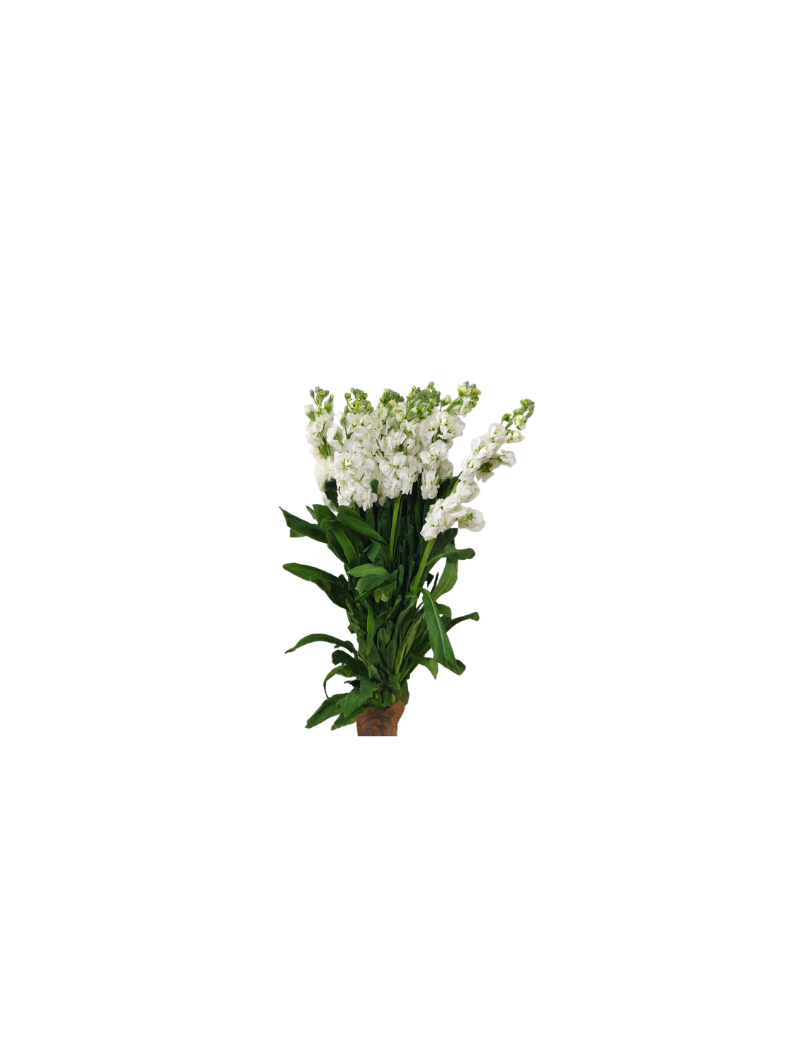 Matthiola white