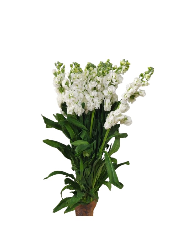 Matthiola white