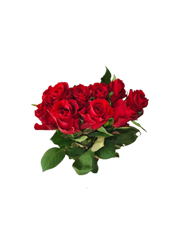 Ever Red