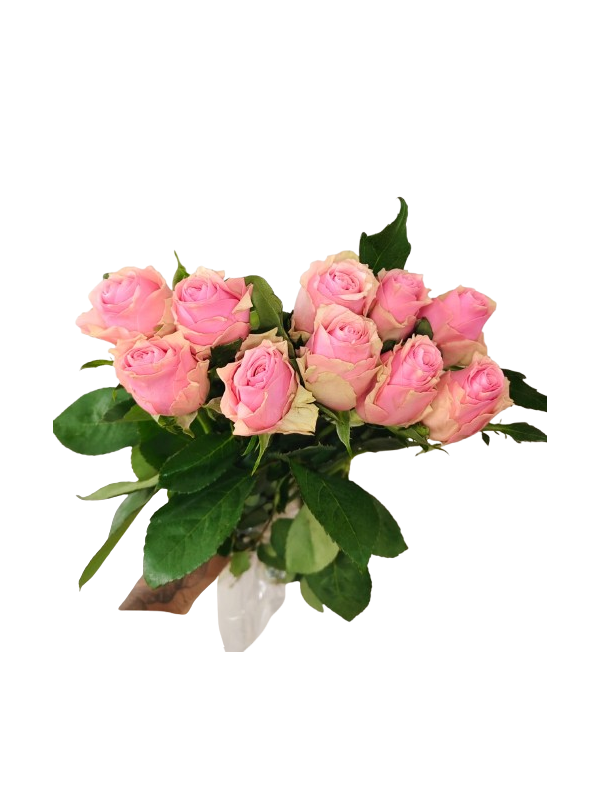 Pink rose