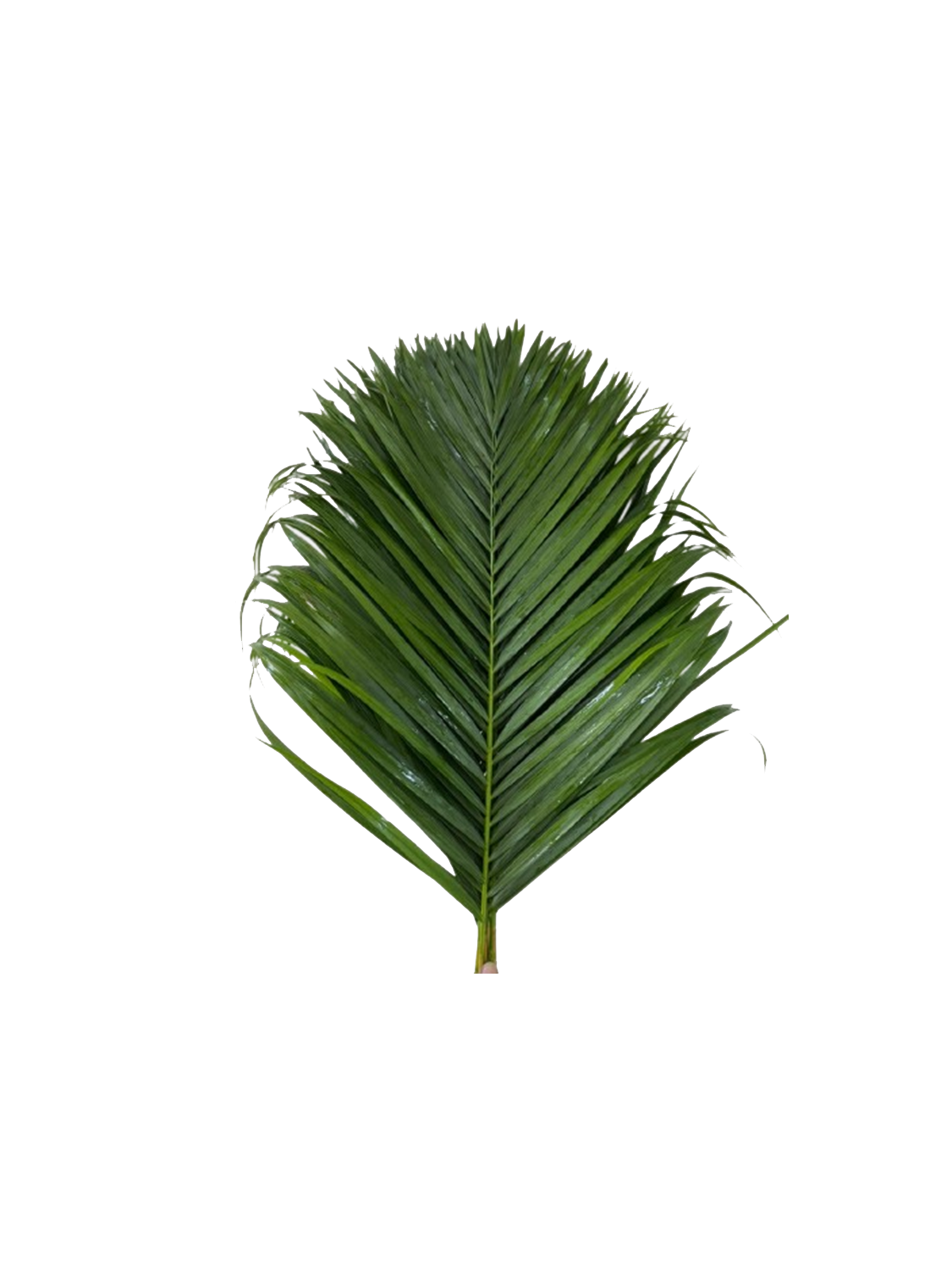 Cane Palm