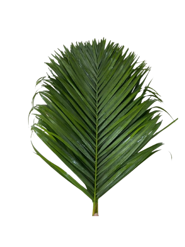 Cane Palm