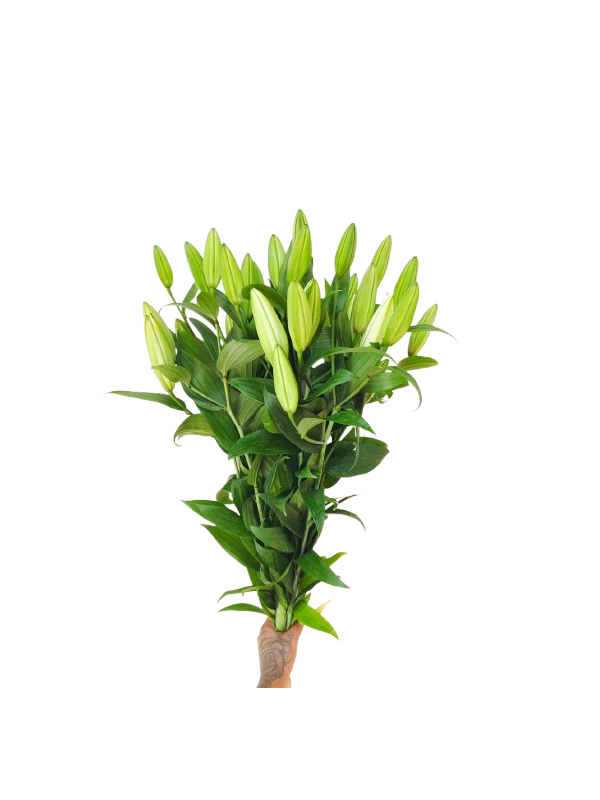 Lilium - White