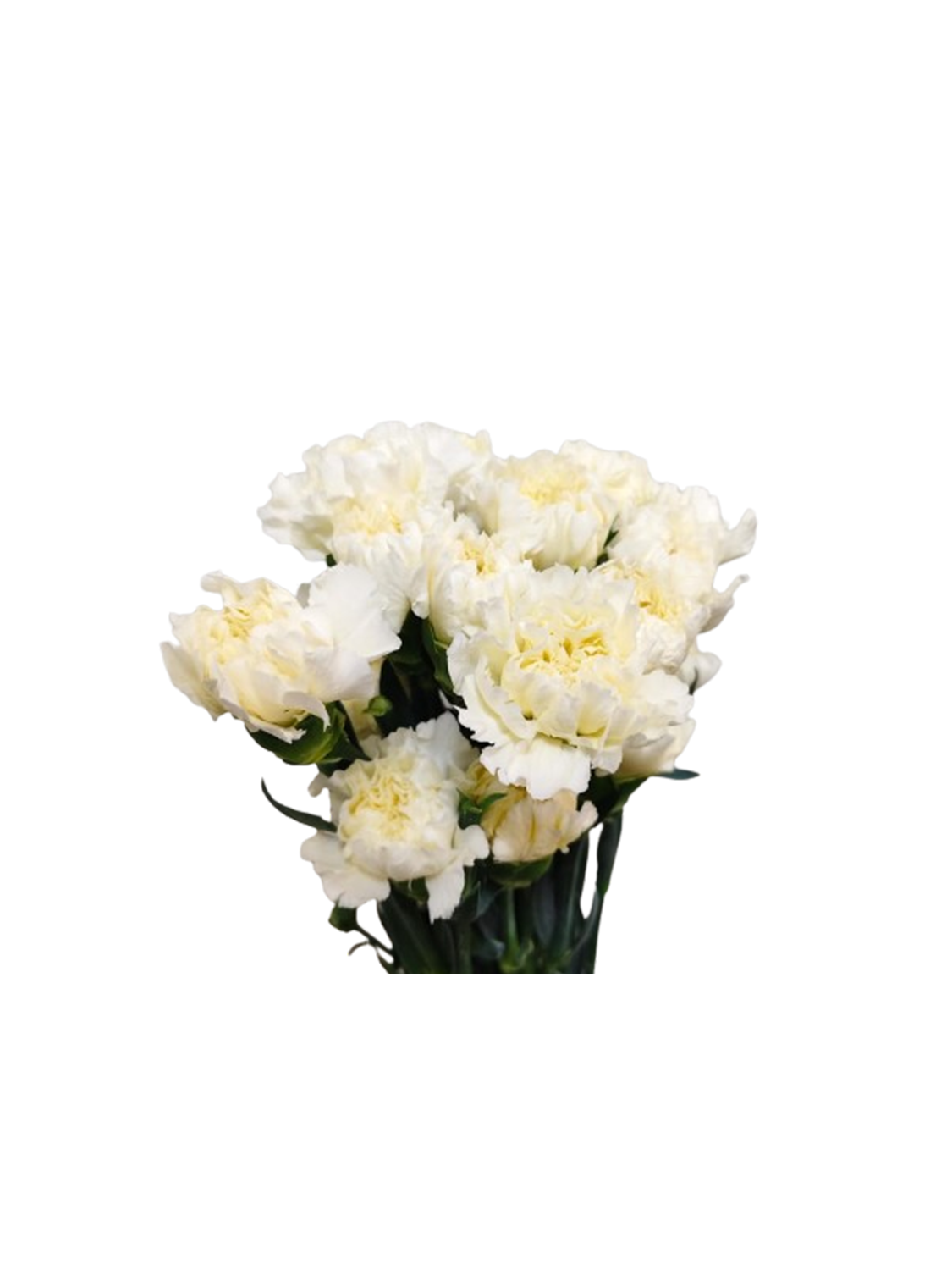Carnation White