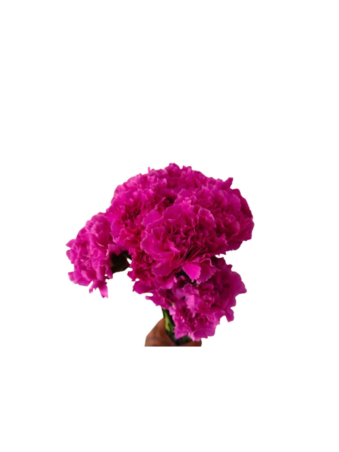 Carnation Lavender Farida