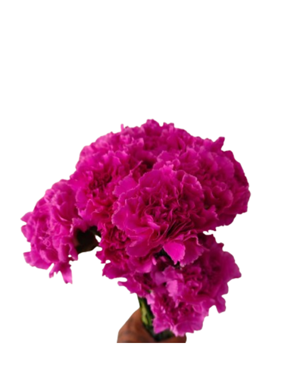 Carnation Lavender Farida