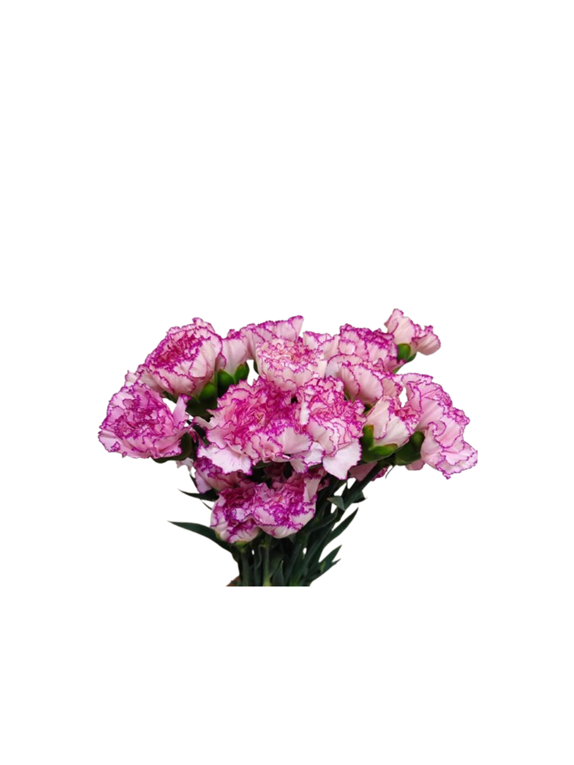 copy of Carnation Lavender Farida