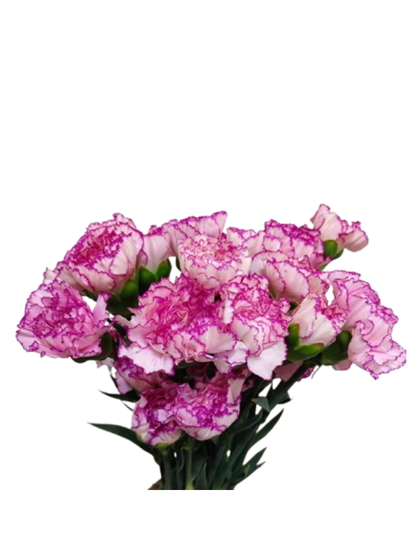 copy of Carnation Lavender Farida