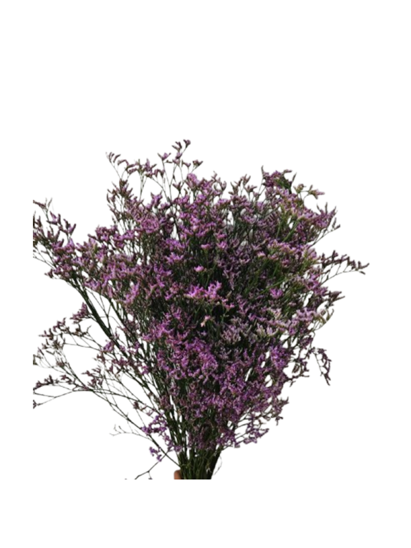 Limonium – Dark Purple