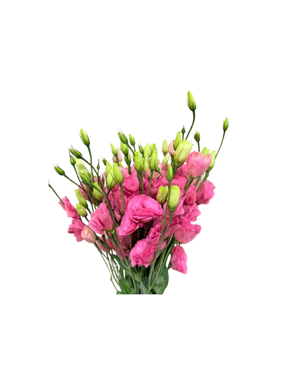 Lisianthus pink