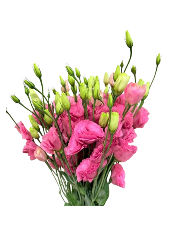 Lisianthus pink