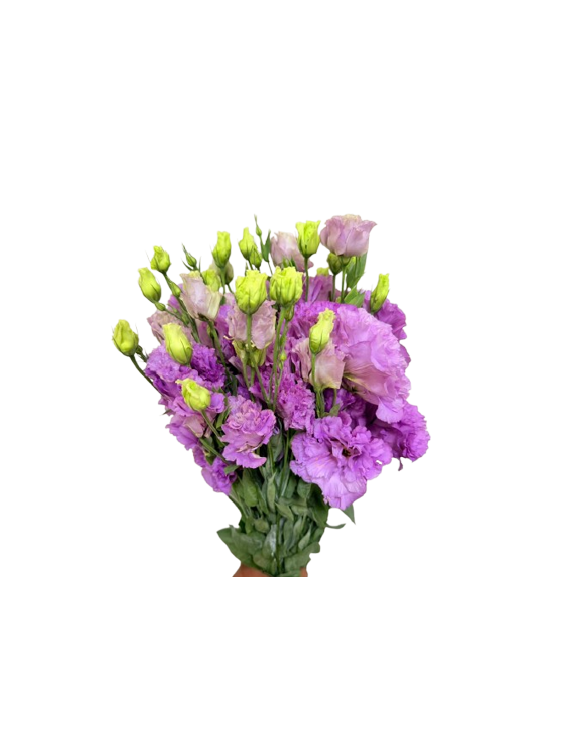 Lisianthus Purple