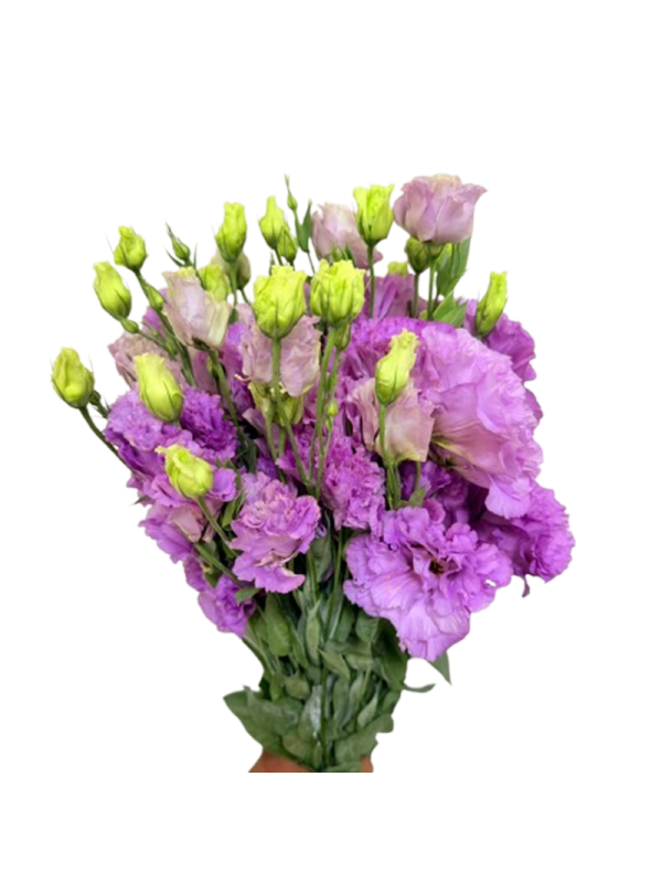 Lisianthus Purple
