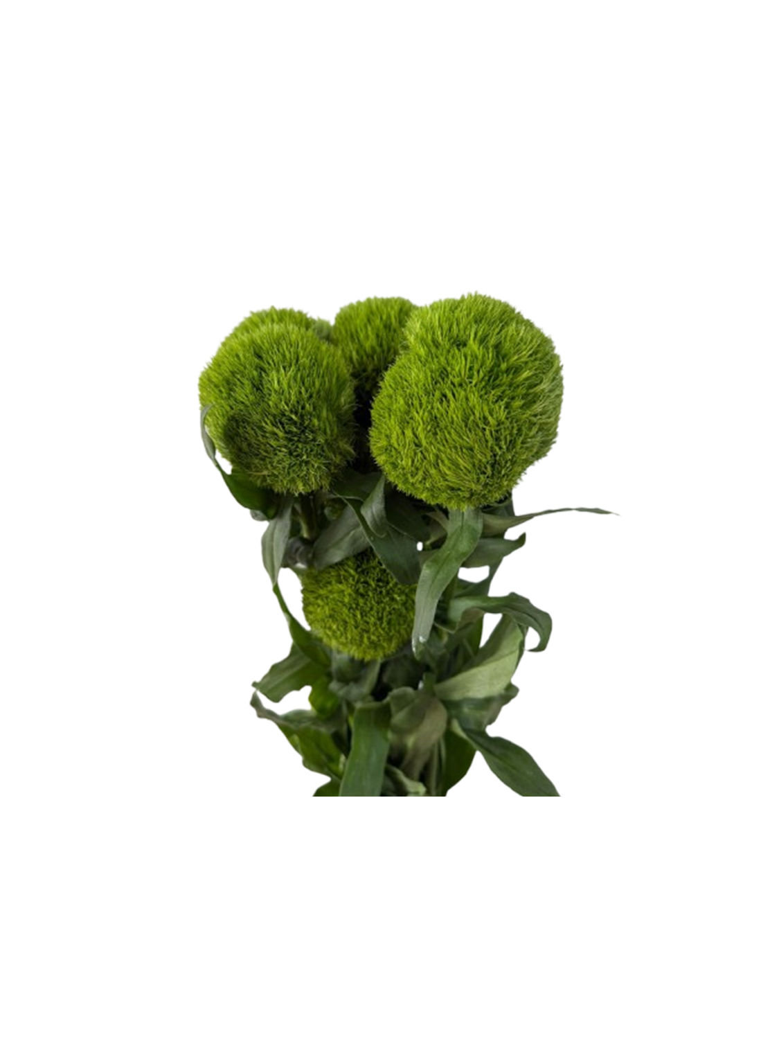 Green Trick