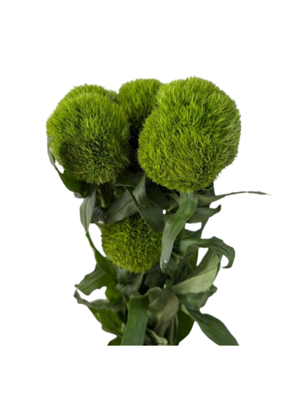 Green Trick