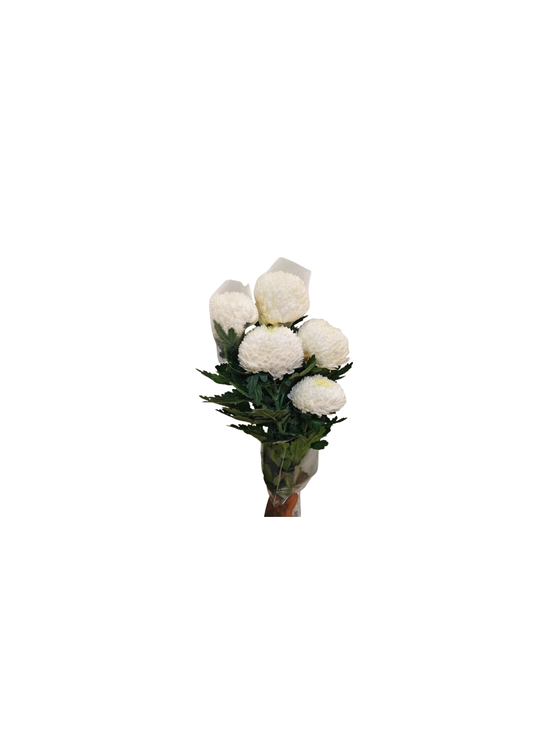 Peony Chrysanthemum white