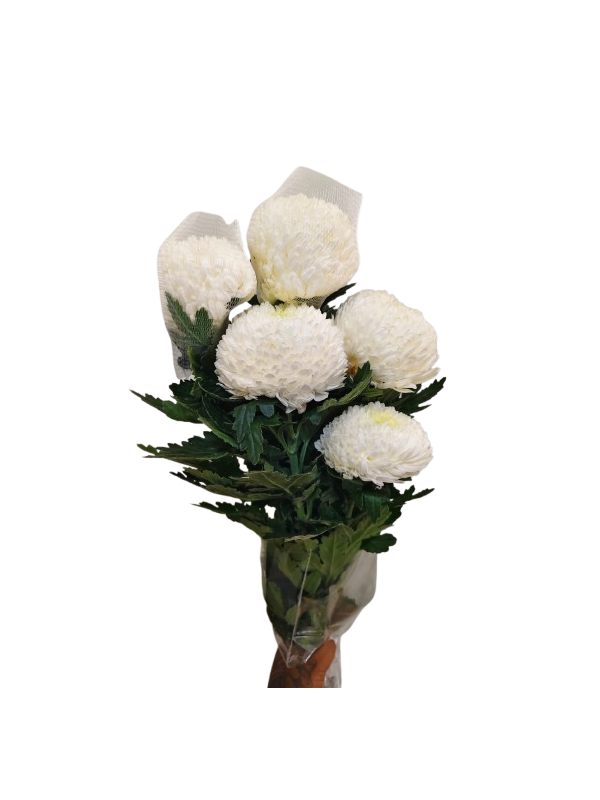 Peony Chrysanthemum white